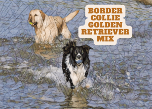 Border Collie Golden Retriever Mix