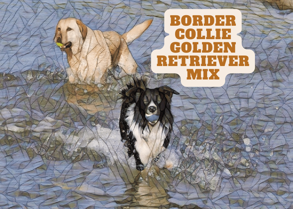 Border Collie Golden Retriever Mix