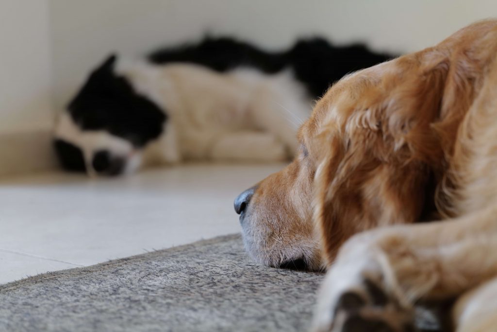 Golden Retriever Vs Border Collie