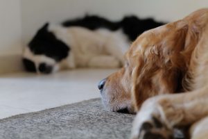 Golden Retriever Vs Border Collie