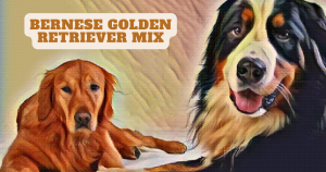 bernese golden retriever mix