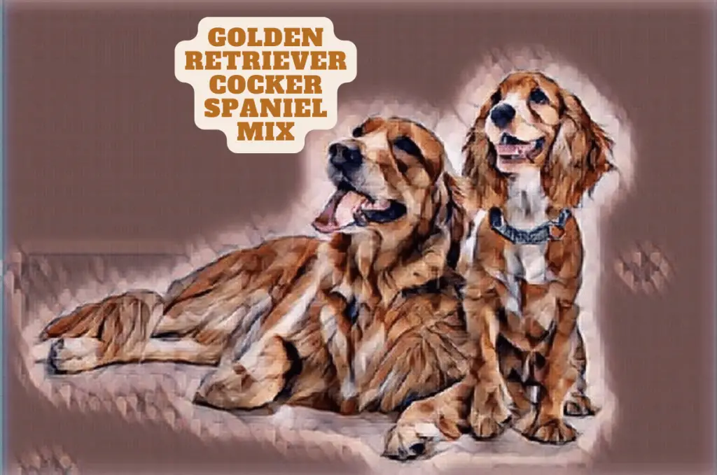 golden retriever cocker spaniel mix