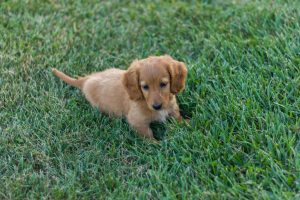 golden retriever dachshund mix