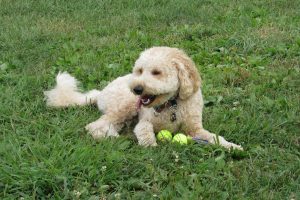 golden retriever poodle mix