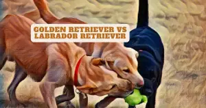 golden retriever vs labrador retriever