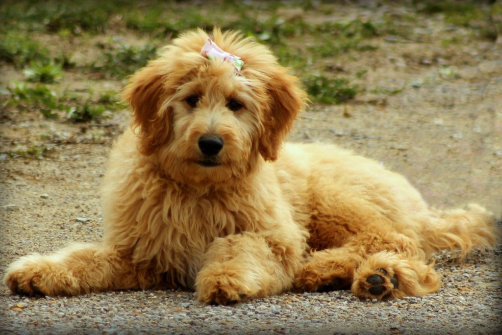 goldendoodle vs golden retriever