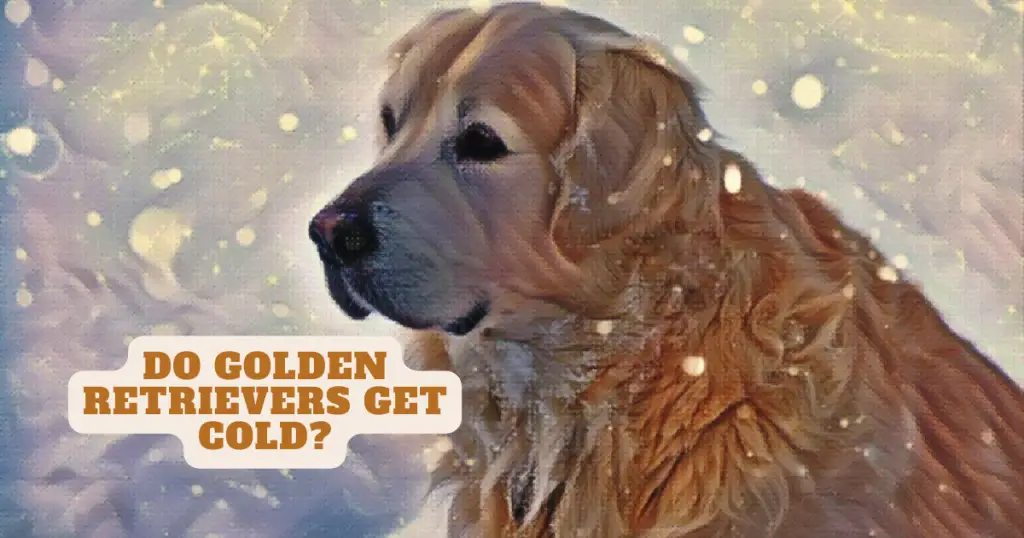 Do golden retrievers get cold