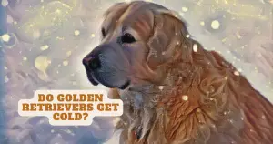 Do golden retrievers get cold
