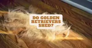 Do Golden Retrievers Shed