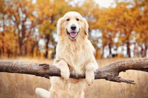 how big do golden retrievers get