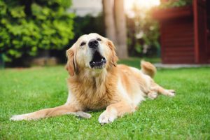 Do Golden Retrievers Bark A Lot