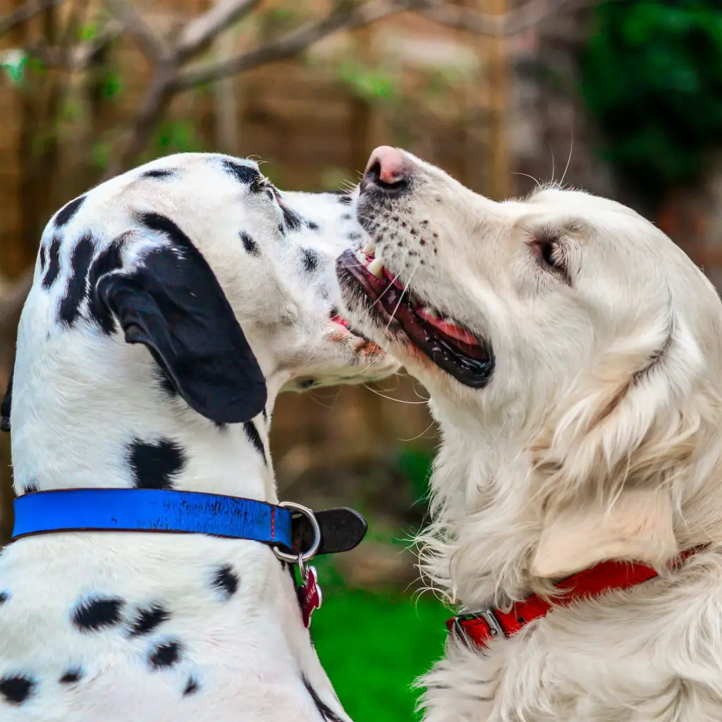 golden retriever mixed with dalmatian