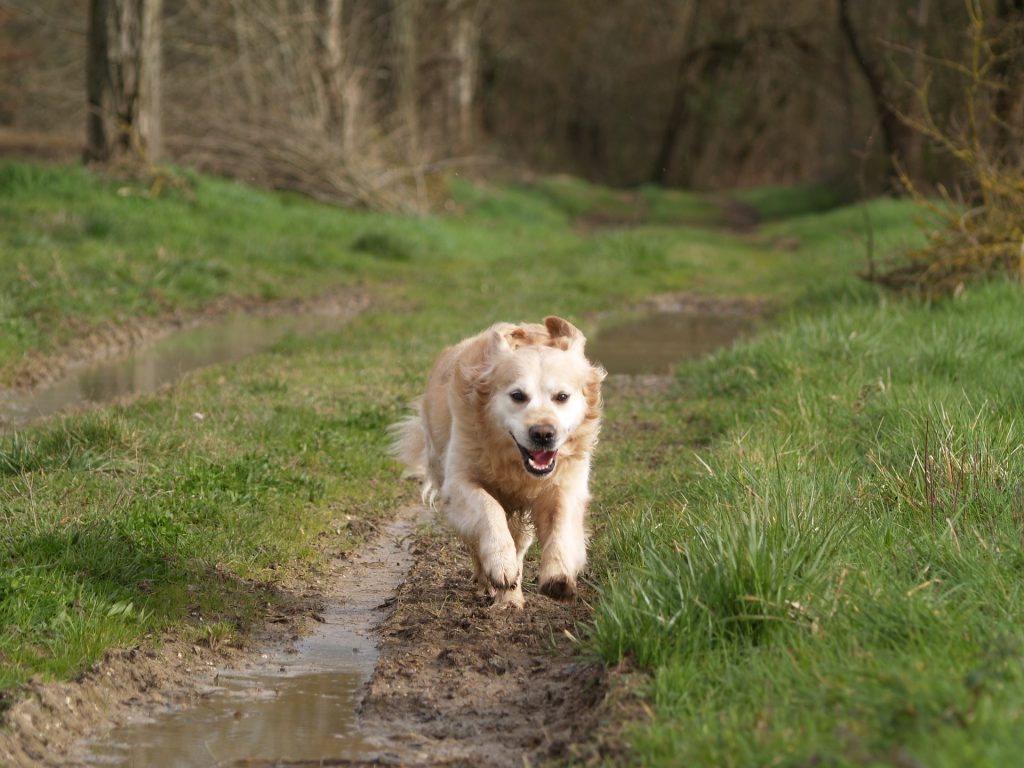 how fast can a golden retriever run