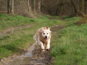 how fast can a golden retriever run