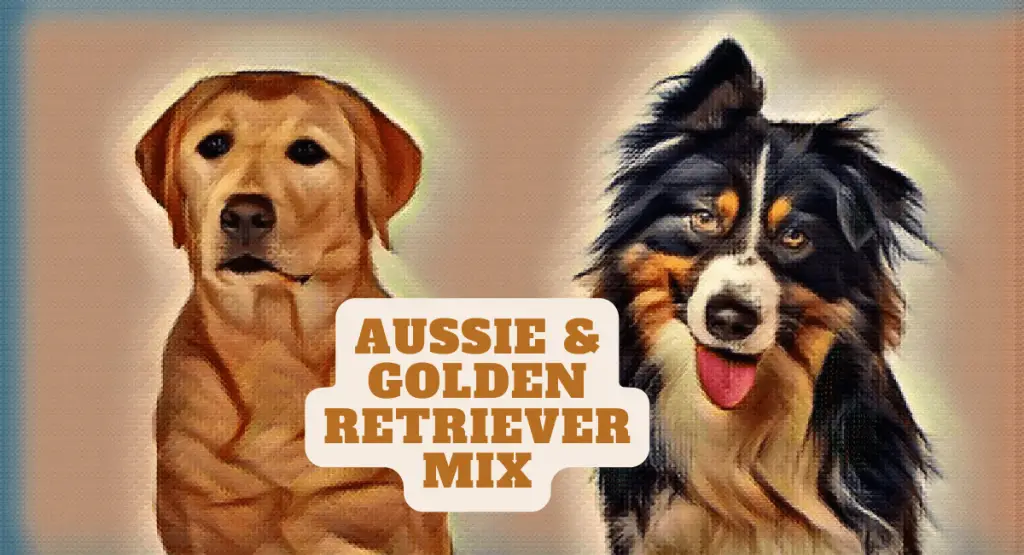 Aussie and Golden Retriever Mix