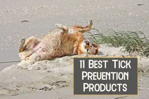 Best Tick Prevention for Golden Retrievers