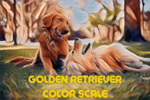 Golden Retriever Color Scale