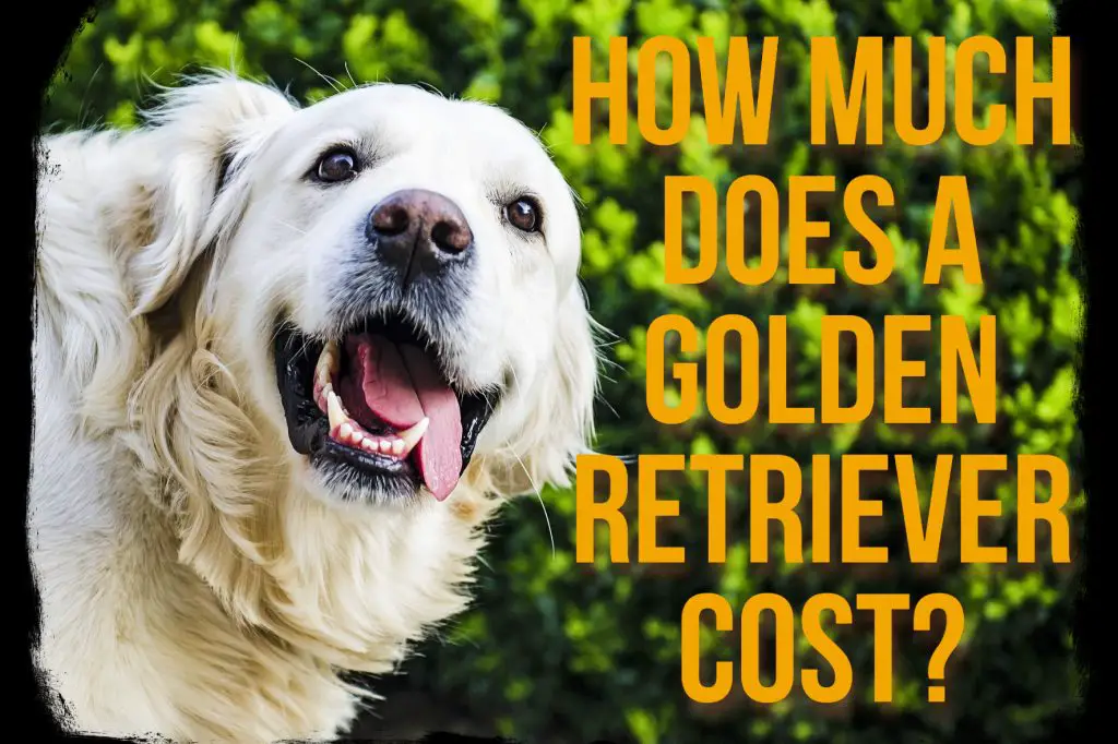 How much does a golden retriever cost