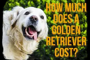 How much does a golden retriever cost