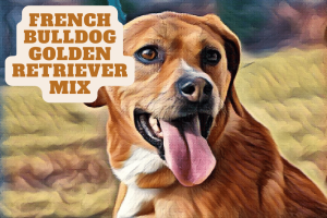 French Bulldog Golden Retriever Mix