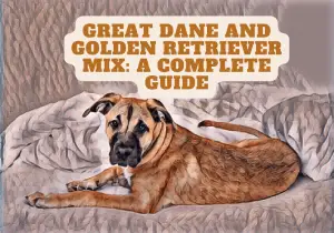 Great Dane and Golden Retriever Mix A Complete Guide