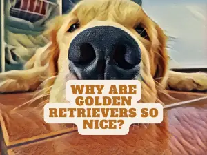 Why Are Golden Retrievers So Nice