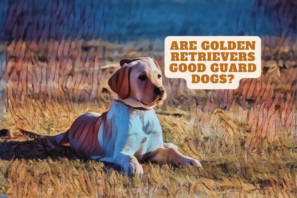 Are golden retrievers good guard dogs