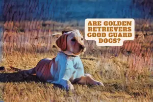 Are golden retrievers good guard dogs