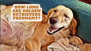 How long are golden retrievers pregnant