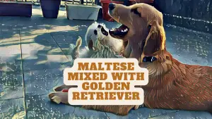 maltese mixed with golden retriever
