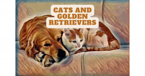 Cats and Golden Retrievers