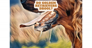 Do Golden Retrievers Drool