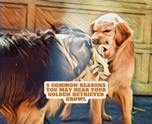 Golden retriever growl