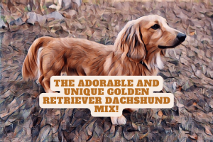 An image of a golden retriever dachshund mix