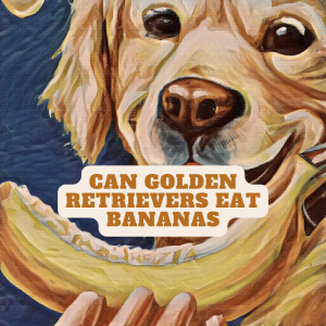 can golden retrievers eat bananas