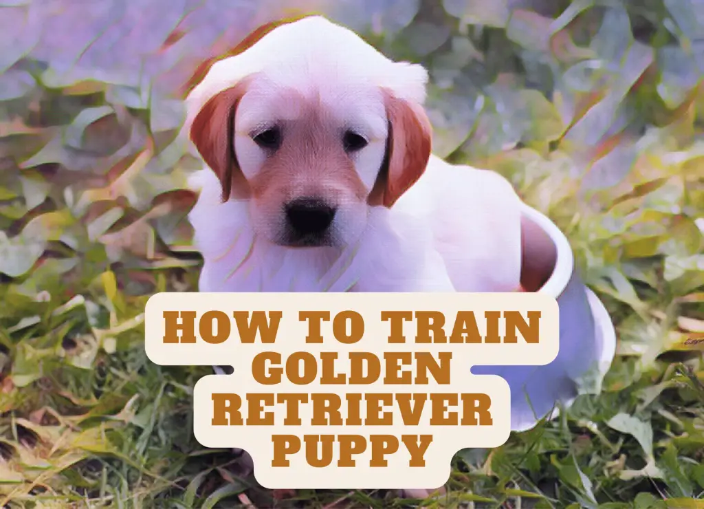 how to train golden retriever puppy